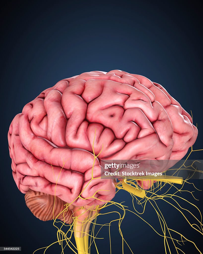 Human brain with nerves.