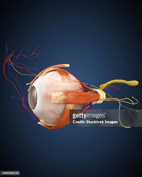 stockillustraties, clipart, cartoons en iconen met human eye with muscles and circulatory system. - choroid