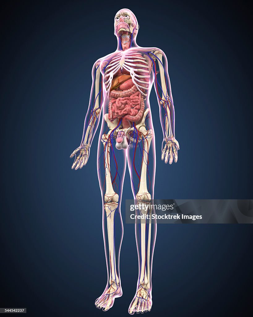 Full length view of male human body with organs, arteries and veins.