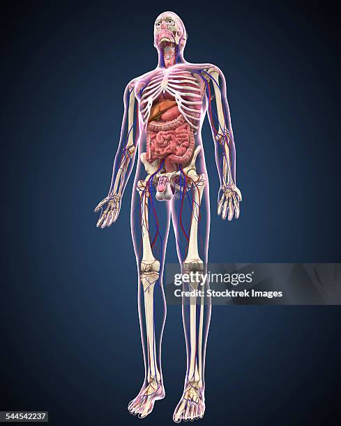 294 Full Human Body Anatomy Stock Photos, High Biology Diagrams