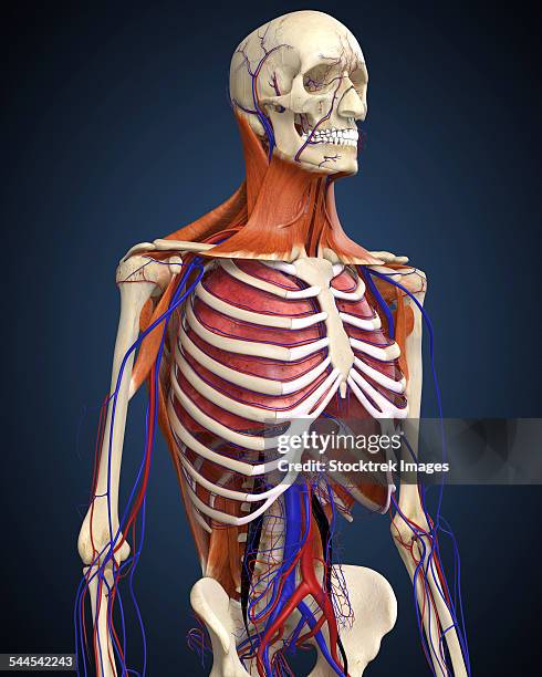 156 Mid Section View Of A Human Skeleton Stock Photos, High-Res ...