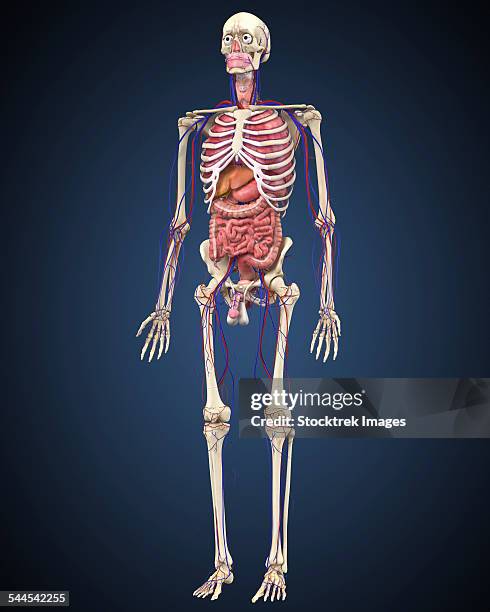 human skeleton with organs and circulatory system. - human-digestive-system-diagram stock-grafiken, -clipart, -cartoons und -symbole