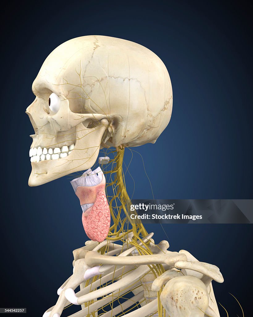 Human skeleton with nervous system and larynx organ of neck.