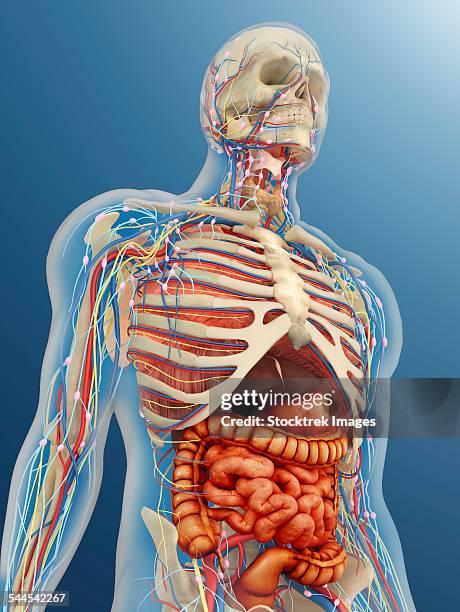 159 Internal Body System Stock Photos, High-Res Pictures, and Images ...