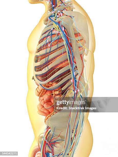 156 Mid Section View Of A Human Skeleton Stock Photos, High-Res ...