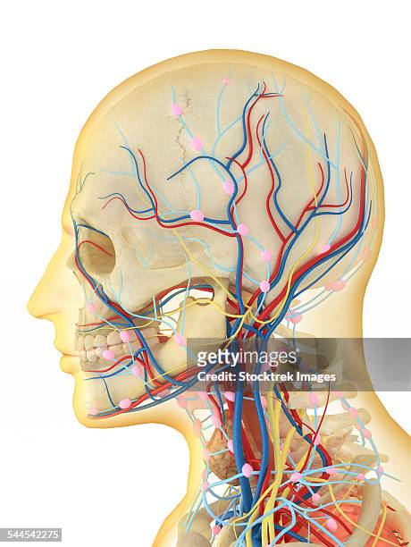 human face and neck area with nervous system, lymphatic system and circulatory system. - human head veins stock illustrations