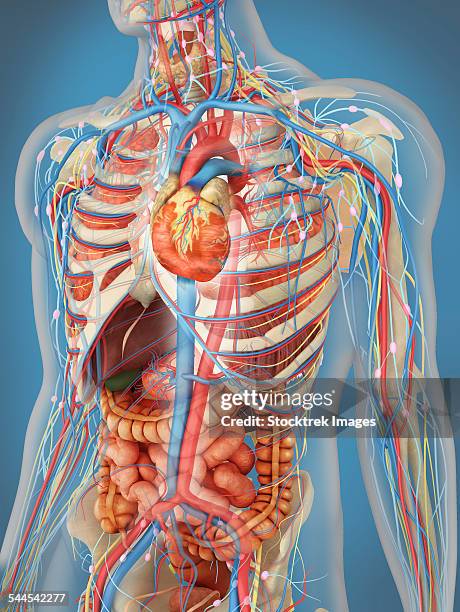 human body showing heart and main circulatory system position. - menschlicher muskel stock-grafiken, -clipart, -cartoons und -symbole