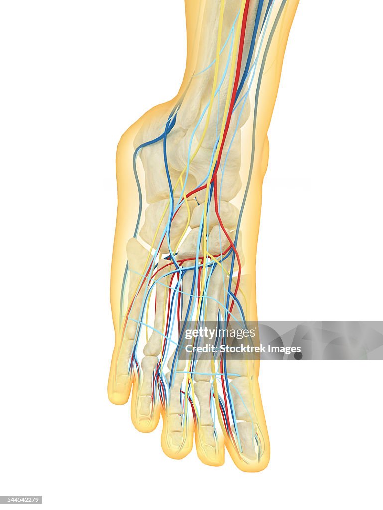 Human foot with nervous system, lymphatic system and circulatory system.