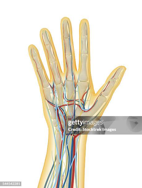 human hand with nervous system, lymphatic system and circulatory system. - proximal phalanges stock illustrations