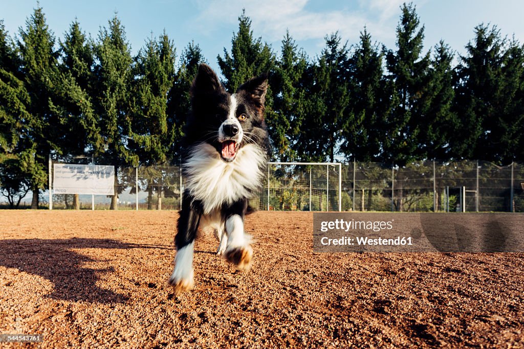 Running Border Collie