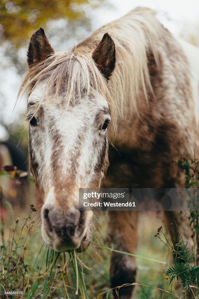 Portrait of a grazing pony