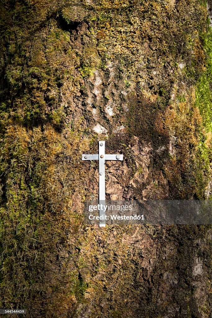 Belgium, High Fens, steel sheet crucifix fixed at tree trunk