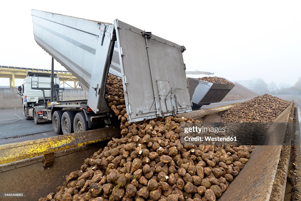 Delivery of sugar beets at a sugar mill