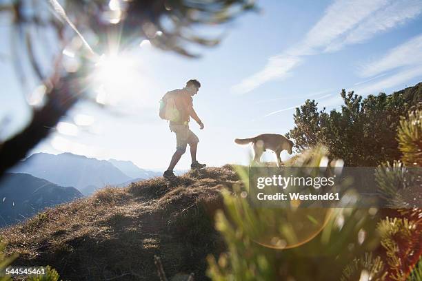 austria, tyrol, unterberghorn, hiker with dog at sunrise - trolese foto e immagini stock