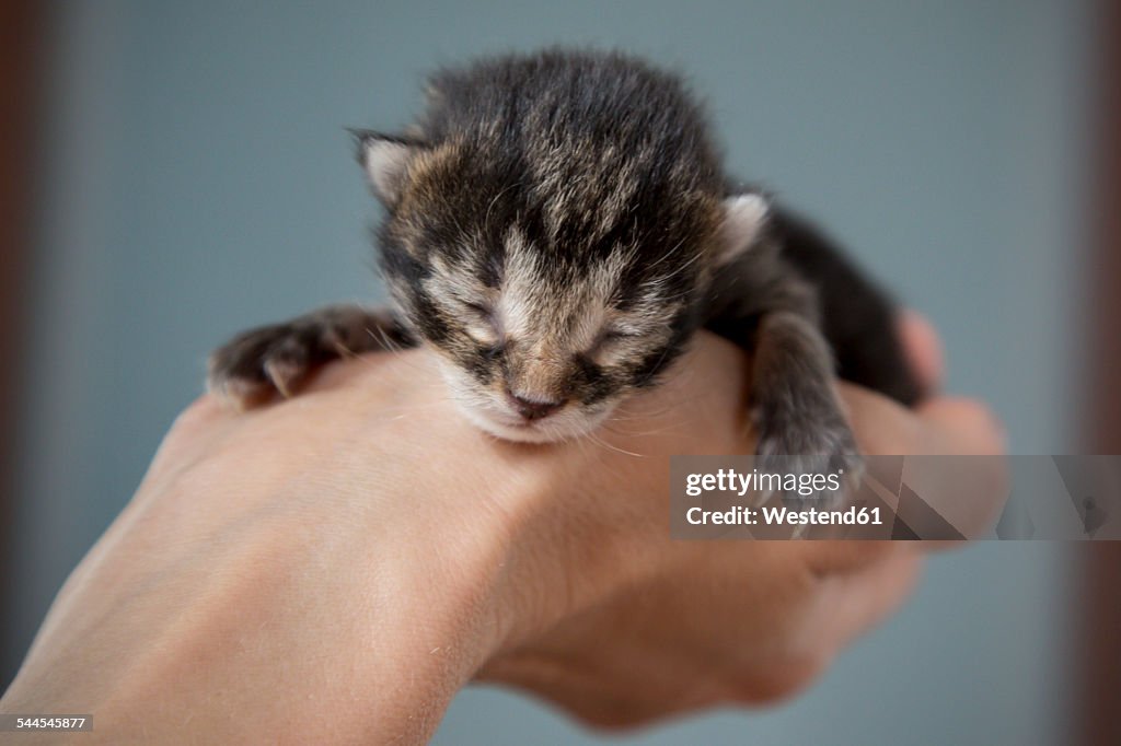 Woman's hand holding sleeping tiny kitten