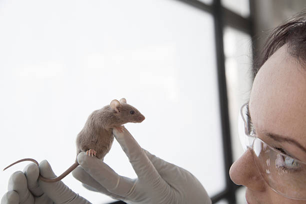 982 Mouse Lab Stock Photos, High-Res Pictures, and Images - Getty Images