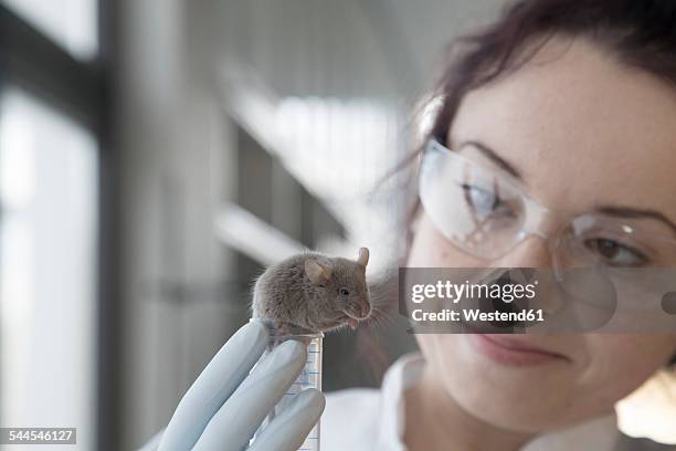Research Mouse Research Mice Photos and Premium High Res Pictures - Getty Images