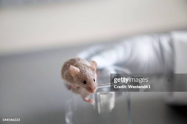 germany, research laboratory, mouse climbing out of laboratory glass - mouse close up stock pictures, royalty-free photos & images