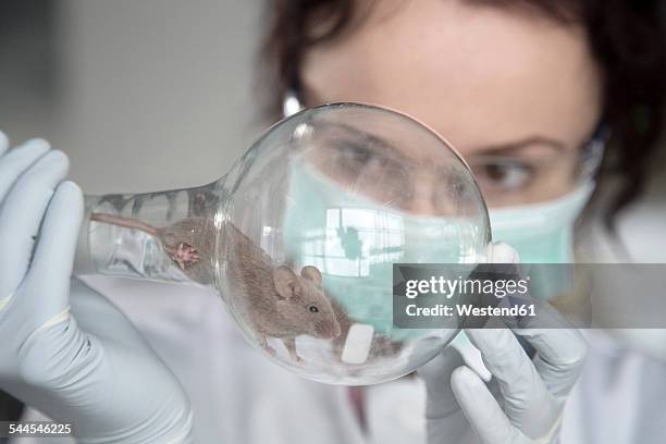 Research Mouse Mouse Lab Photos and Premium High Res Pictures - Getty Images