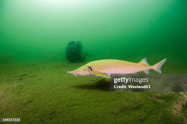 austria, styria, grueblsee, diver and sterlet - sturgeon stock-fotos und bilder