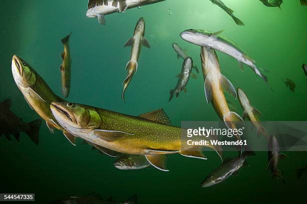 austria, styria, grueblsee, brook trouts and rainbow trouts - speckled trout stock-fotos und bilder