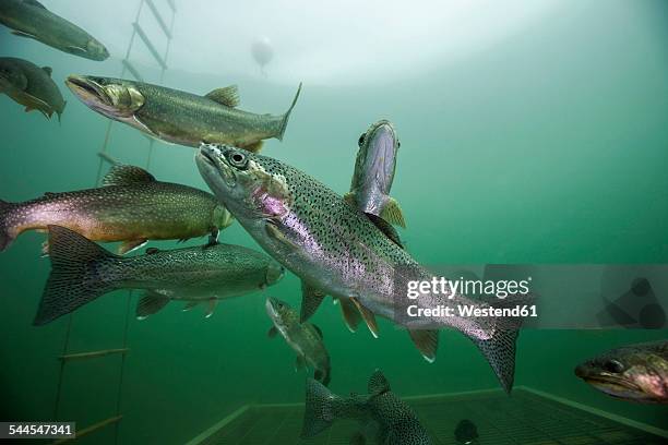 austria, styria, grueblsee, brook trouts and rainbow trouts - regnbågsforell bildbanksfoton och bilder