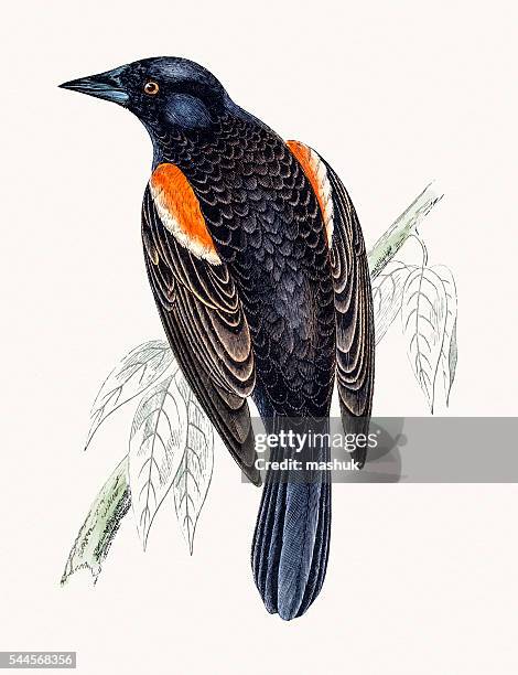 red winged starling - lithograph stock illustrations