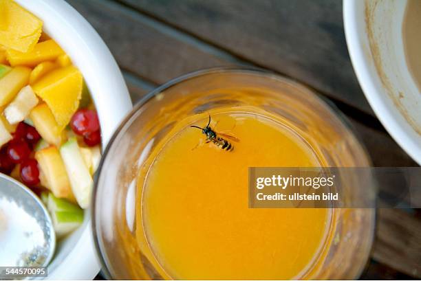 Deutschland - Wespe im Orangensaft