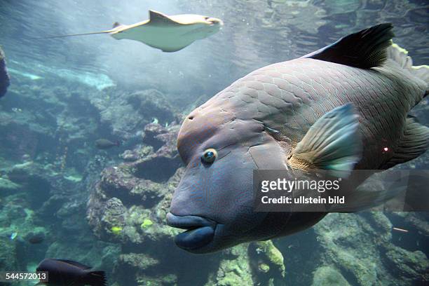Brittany Brest - Humphead wrasse at tropical pavilion of Oceanapolis