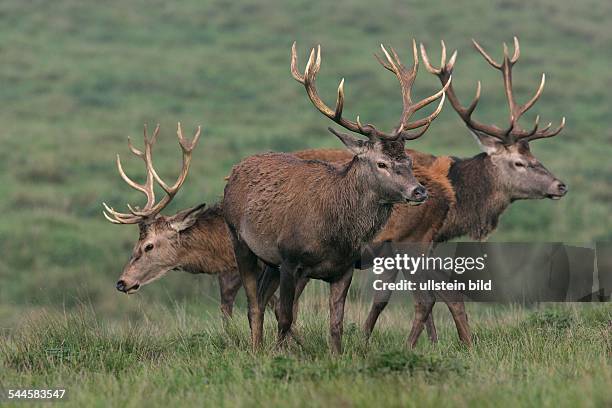 Rotwild Rudel 95 Rotwild Stock Photos, High-Res Pictures, and Images - Getty Images