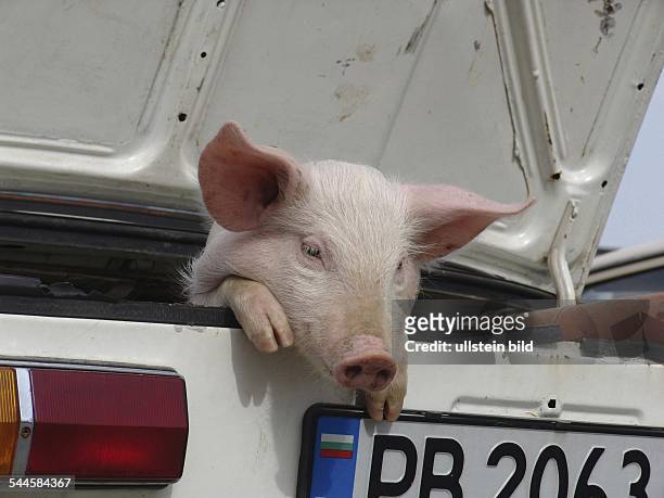 Bulgarien, Stambolieski - Basar fuer Tiere Schwein im Kofferraum eines Autos Marke Lada
