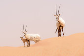 Oryx family, Dubai Desert Conservation Reserve, UAE