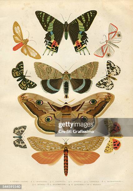 illustrations, cliparts, dessins animés et icônes de insectes papillon hepialidae 1881 - papillon de nuit