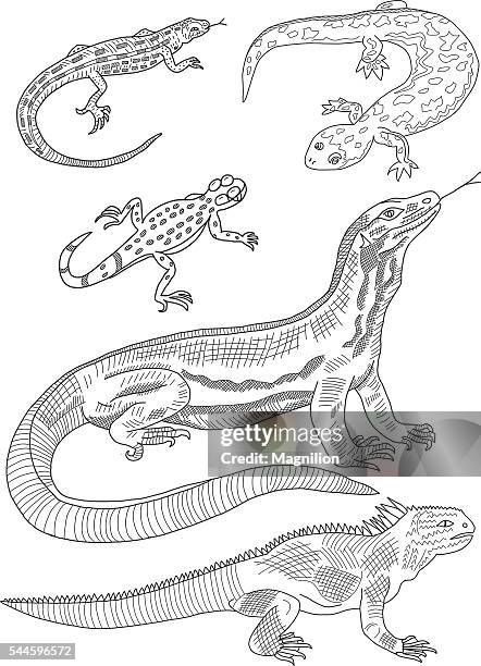 lizard hand drawing - sauria stock illustrations