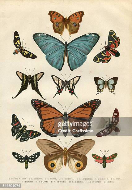 illustrations, cliparts, dessins animés et icônes de papillon hesperia illustration 1881 - organisme vivant
