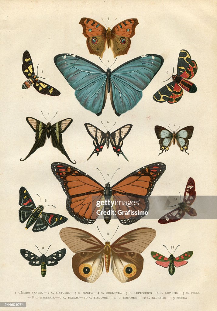 Butterfly Hesperia illustration 1881