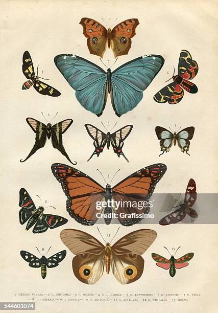 butterfly hesperia illustration 1881 - butterflies stock illustrations