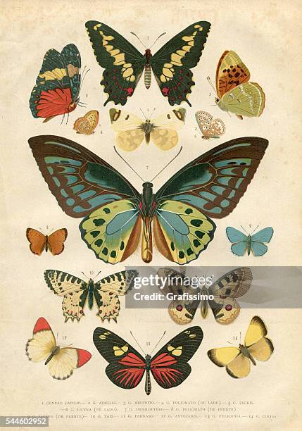 illustrazioni stock, clip art, cartoni animati e icone di tendenza di farfalla papilio nymphalidae illustrazione 1881 - farfalla a coda di rondine