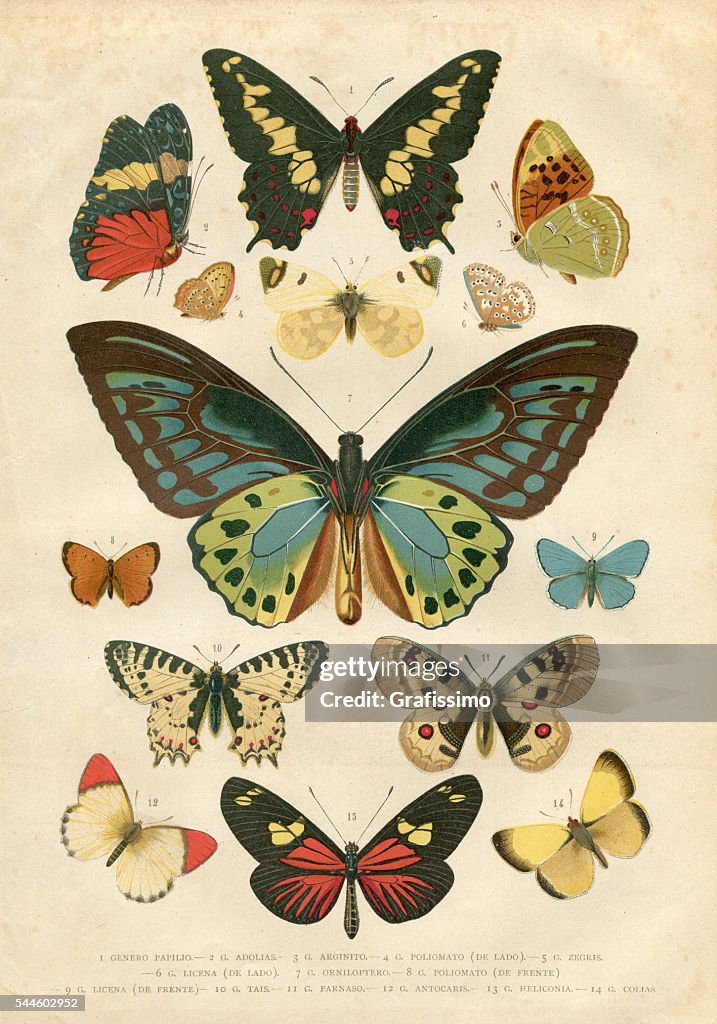 Butterfly Papilio Nymphalidae illustration 1881