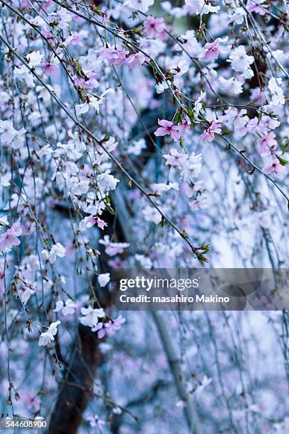 weeping cherry blossoms - oriental cherry tree stock pictures, royalty-free photos & images