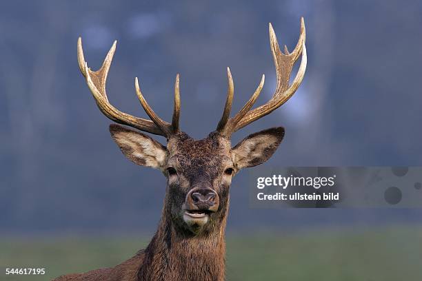 Rotwild Rudel 87 Rotwild Stock Photos, High-Res Pictures, and Images - Getty Images