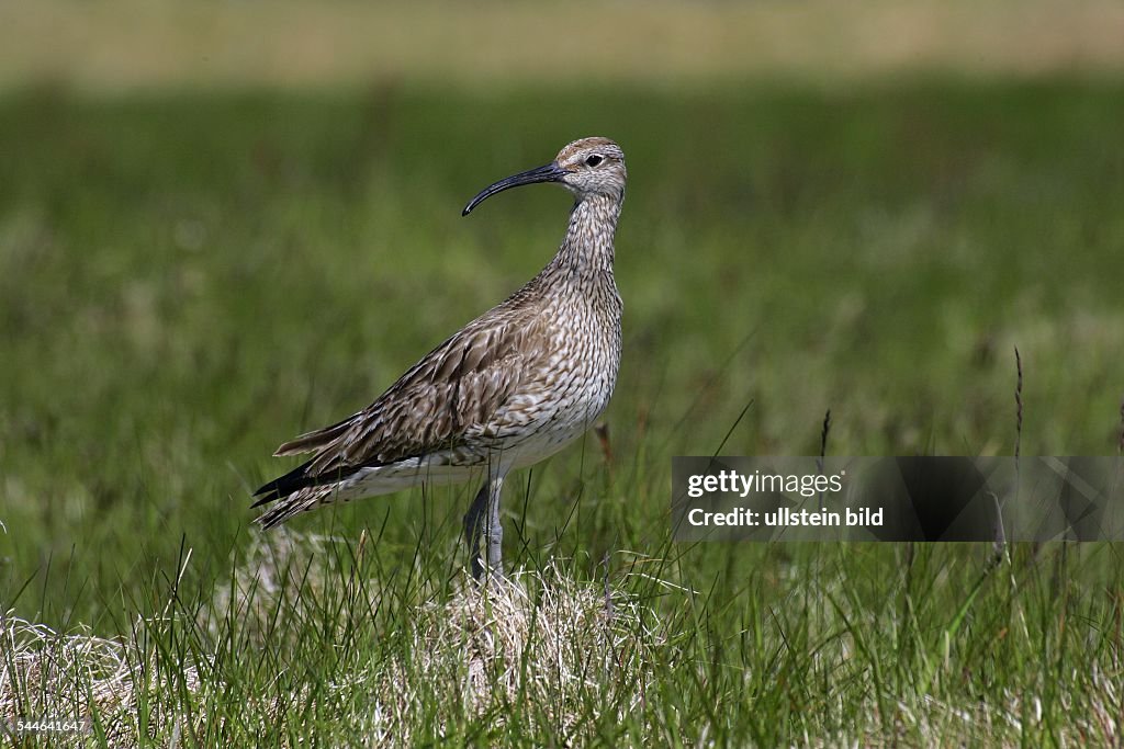 Regenbrachvogel auf Island