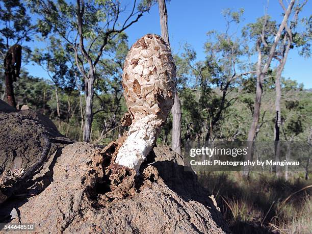 toadstool - termite mound stock pictures, royalty-free photos & images