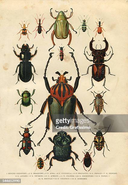 stockillustraties, clipart, cartoons en iconen met beetle insect illustration 1881 - beetle