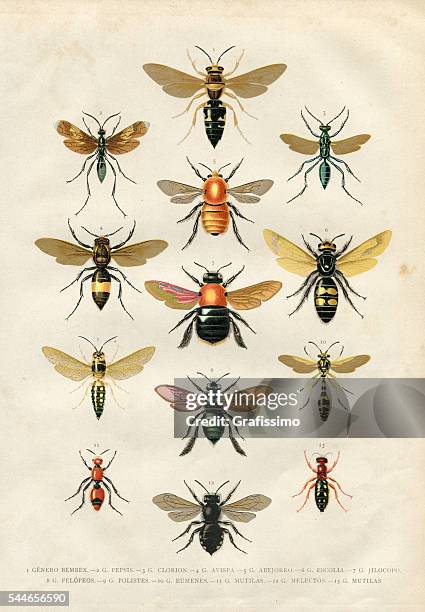 stockillustraties, clipart, cartoons en iconen met wasp bumblebee insects illustration 1881 - bee stock illustrations