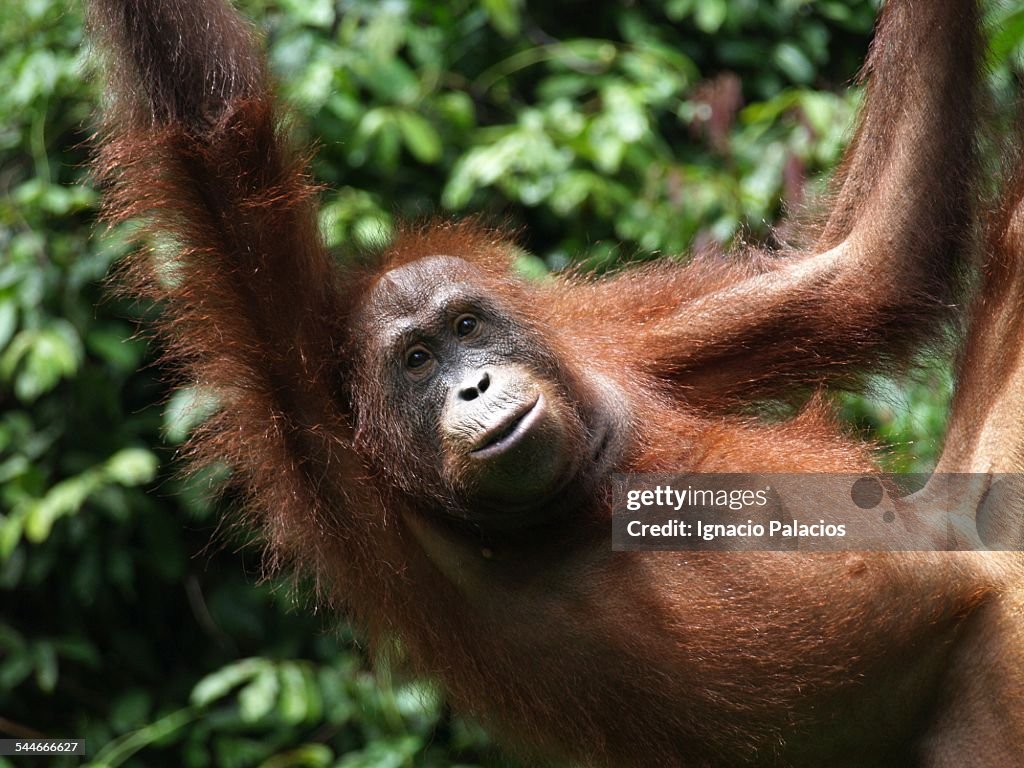 Orang-hutang Orangutan in Sepilok
