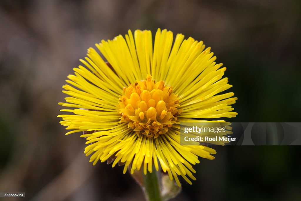 Coltsfoot, close-up of flower