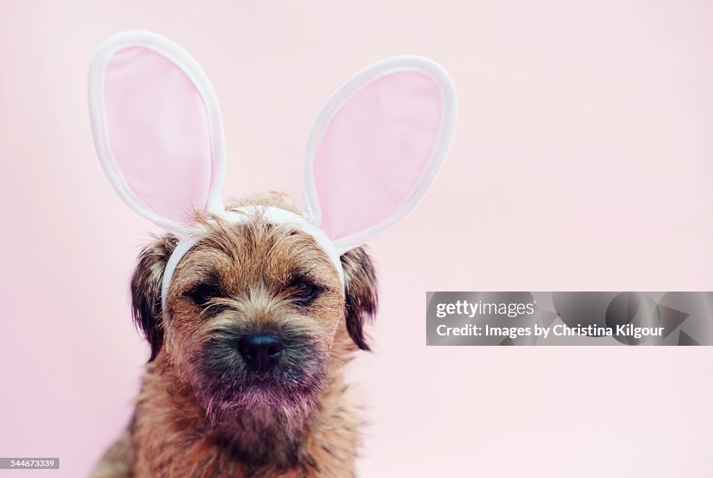 Dog wearing Easter Bunny ears