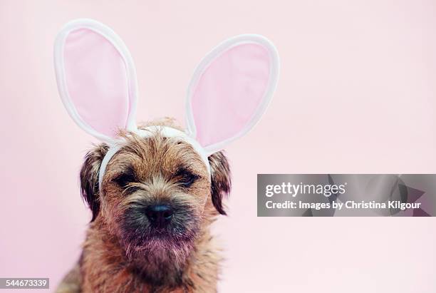 dog wearing easter bunny ears - dog easter stock pictures, royalty-free photos & images