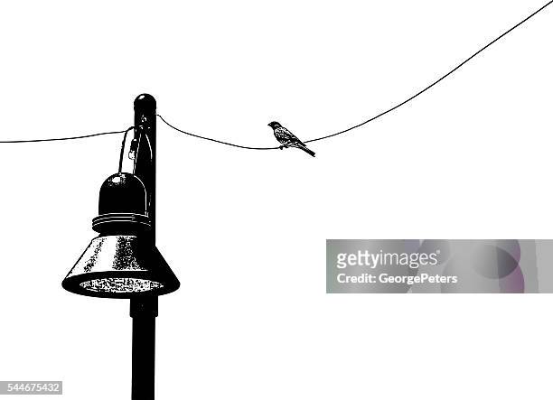 bird on a wire chirping. - telephone line stock illustrations
